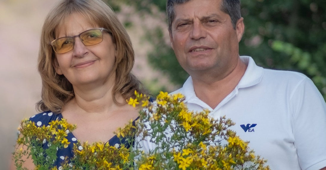 Kantarion Hypericum perforatum koji je ubrala porodica Ralchevi