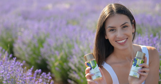 Lavanda Lavandula angustifolia i Hydrobiotic Lavanda i Nana u polju lavande