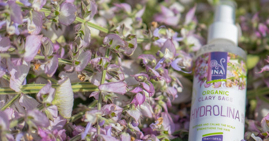 Muskatna žalfija Salvia sclarea i Organska voda od Žalfije Hydrolina